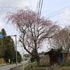 福田坪地蔵尊の桜・・