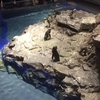 すみだ水族館（東京都墨田区）さんぽレポート【ペンギンの様子】/行ってきました！