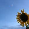 【2019年ひまわり】埼玉県春日部市のひまわり畑に行ってきました。