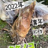 2022年「たけのこ」記録！【裏年！不作！】