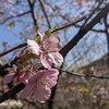 花には詳しくありませんが梅と桜くらいならわかります。