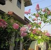 四月の花と突如!住宅街を貫く16m道路計画