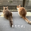 雨田甘夏、やれやれです。【猫と執事とお坊ちゃま事情】