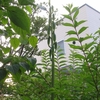 01, 08. 2014　密林の様に