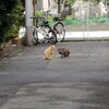 朝飯後に会った猫