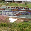 ぼっちの花追い旅（11）：広島県世羅町にある「花の駅せら」 ④