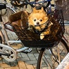札幌東急百貨店の駐車場の自転車のカゴに犬イッヌA doggo in a basket 