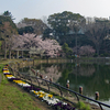 千葉市に花見(？)に行ってきた