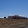 手取川「白山・早咲き桜」（後編）