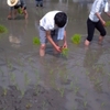 田植え