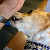 犬はいつも真剣だ。