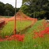 神代水生植物園のヒガンバナ