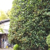 芳るキンモクセイ
