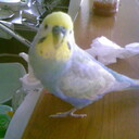 ぴょんたの旅行記