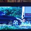 ジャッカルの日：４：タリンの夜を見る