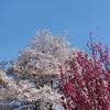 河津桜 長崎県五島市 ２０２２年 開花状況 見頃に？