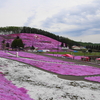 大空町　ひがしもこと芝桜公園