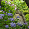 多摩川台公園 紫陽花園 その壱 Canon FL 50mm F1.4