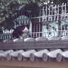 四天王寺のネコ
