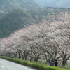 松崎の桜　