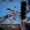 家族４人で桜を見て団子を食べる。