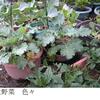 秋晴れ　秋野菜　その他