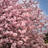 河津桜、見頃です◎