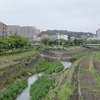 大田川・大栗川_カワセミ（東京都八王子市）