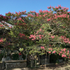 百日紅の花と夜空に咲く大輪の花