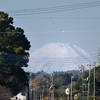 ◆チョウゲンボウを追いかけて富士山（内谷川/長生村）