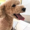 お盆休みのニゴくん