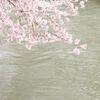 桜が咲いた (1)