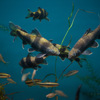 カラヒガイ Sarcocheilichthys sinensis