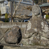 浮山の磯場　巡検