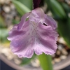 Amitostigma lepidum 'Unnamed'