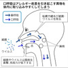 アレルギー体質、鼻呼吸で改善