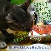 苺の葉をかじる…３日の夜