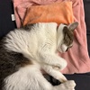 【雑記】猫氏が寒がりな件について！！いやー、猫って寒がりっすよね～、って改めて思った今年の冬。