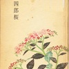 『遠山政談・金四郎桜』　山手樹一郎