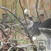 Dark-eyed Junco after Bathing