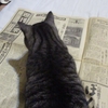 ［58］暇つぶしに廃村で拾った昭和34年（1959年）の読売新聞を読んでみる。その9（地球上の生物すべてが幸せになりますように。）