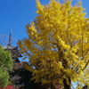 １２月の紅葉　東寺　２