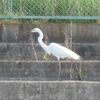 日曜日の鳥たちと初夏の大和民俗公園