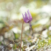 カタクリの花