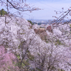 山肌を染める桜：八尾・城ヶ山公園