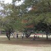 今日（11.08）の花島公園（千葉）は