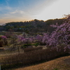 桜を探して公園へ、、