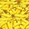 腸を整えたければバナナを食べたほうがいいこれだけの理由
