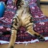 誘惑に負けない。