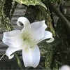 百合